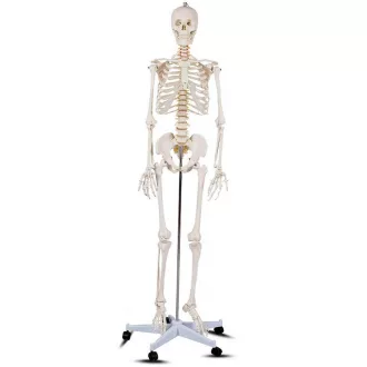 Anatomický model kostry so stojanom