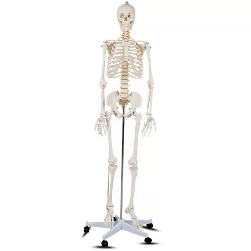 Anatomický model kostry so stojanom