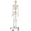 Anatomický model kostry so stojanom