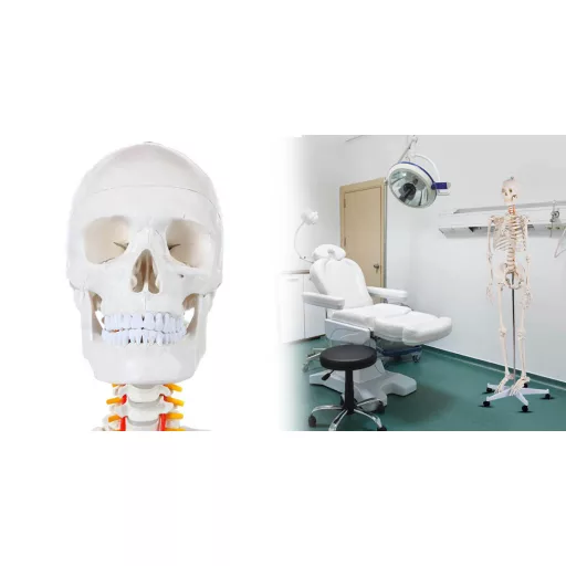 Anatomický model kostry so stojanom