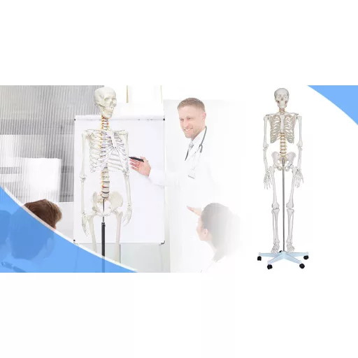 Anatomický model kostry so stojanom