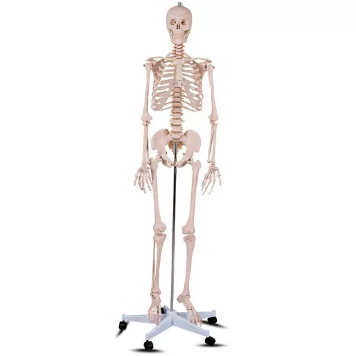 Anatomický model kostry so stojanom