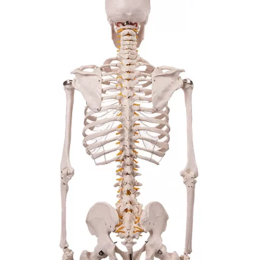 Anatomický model kostry so stojanom
