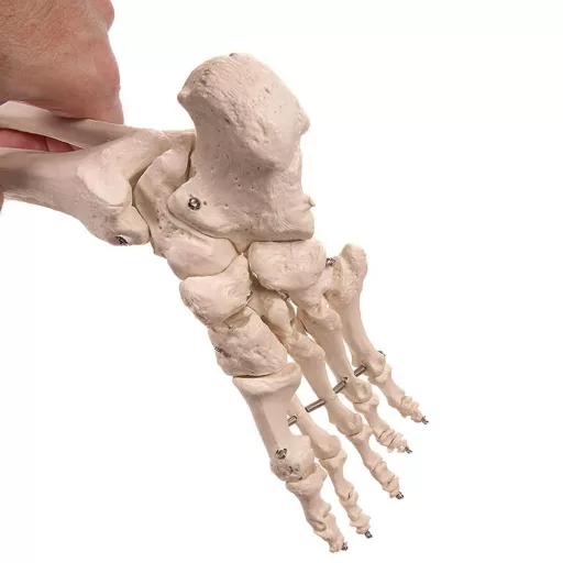 Anatomický model kostry so stojanom