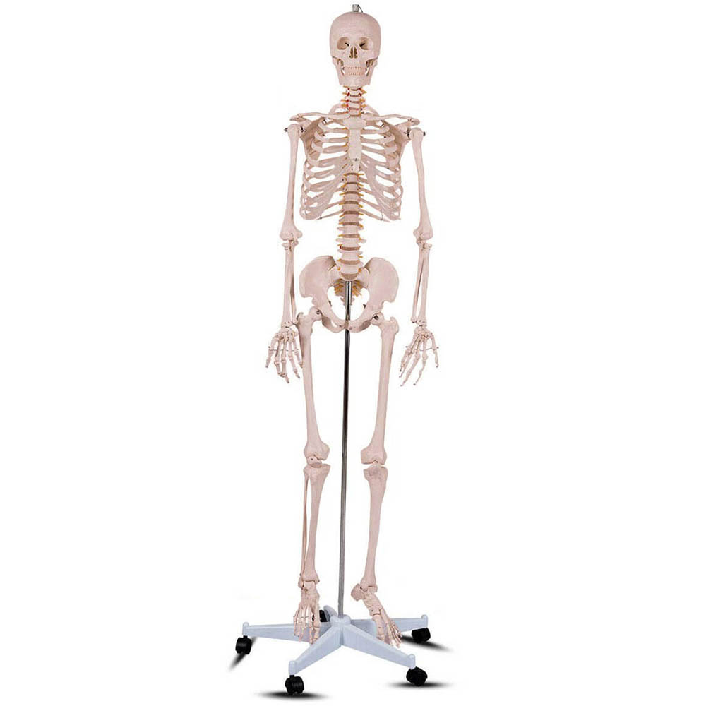 Anatomický model kostry so stojanom.
