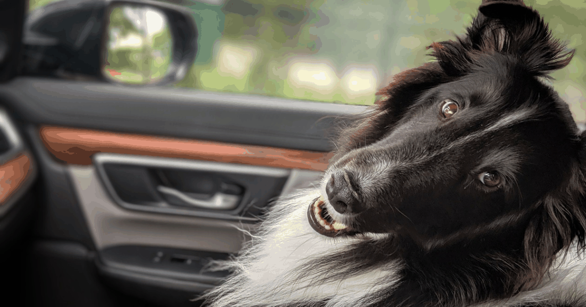 Preprava psov - tipy a triky