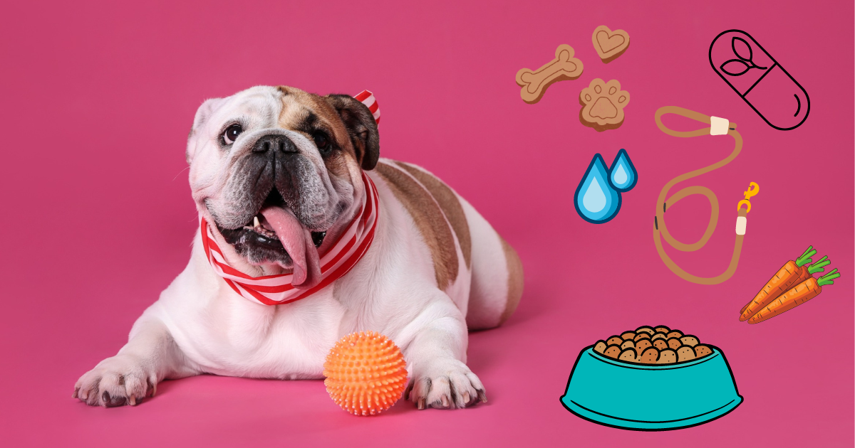 Ako udržať tvojho domáceho miláčika v kondícii?